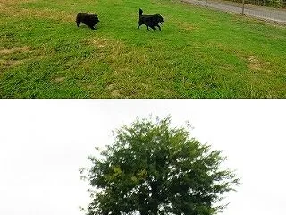 雨上がりのラン