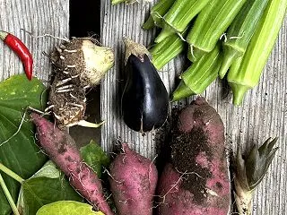 プランター家庭菜園のサツマイモの収穫
