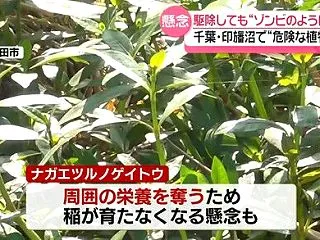 「草に亀に」…印旛沼から外来種が周囲に拡…