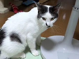 ブラッシング大好き猫