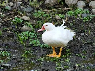 Muscovy Duck Sleepin…