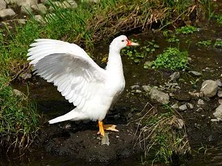 A Muscovy Duck Flapp…