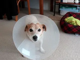 エレクトリック・キモセラピーから一週間