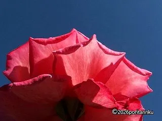 バラ と 空 