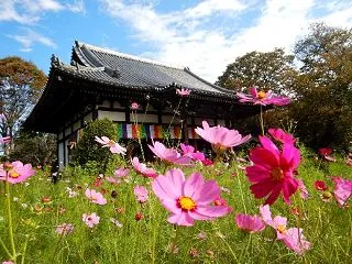 コスモス求めて～般若寺