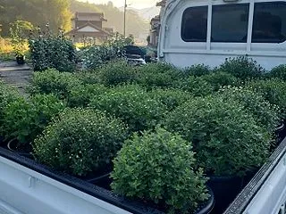 特作花壇用菊花搬入及び会場準備１日目