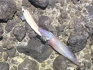 北海道のイカ釣りも厳しい？西積丹の磯で釣…