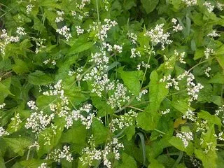 シャクチリソバ、ヨメナ