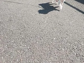 お散歩デビュー♪