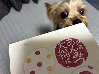 お土産シリーズ①