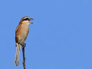 野鳥写真：モズ｜留鳥でも季節性