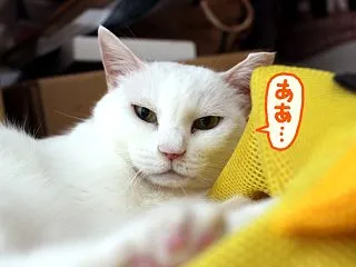 猫にもわかるかもしれない『直流』と『交流…