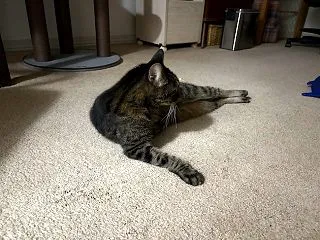 まだ