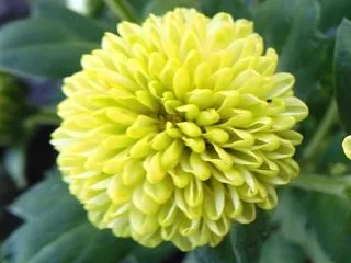 バリエッタマム