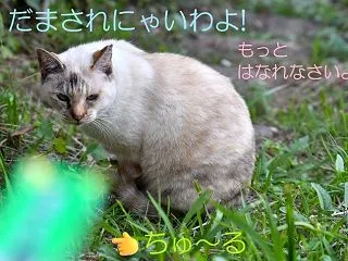 ちゅ～るを差し出すと「しゃあああ～！！」…