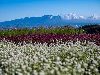 鼻高展望花の丘へ10/3