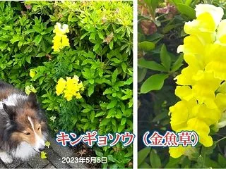 小次郎と春の草花－キンギョソウ（金魚草）…