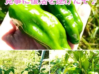 秋ピーマン(京みどり)を初収穫☆強剪定か…