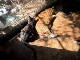 またまたでっかいちっちゃい