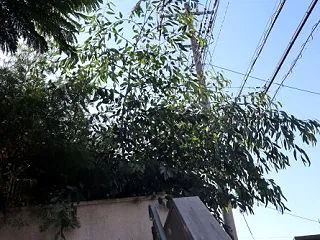 今日はユーカリ記念日だけど・・・