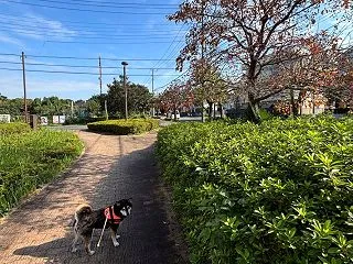 まり姫の散歩 10月14日 やっとお出か…