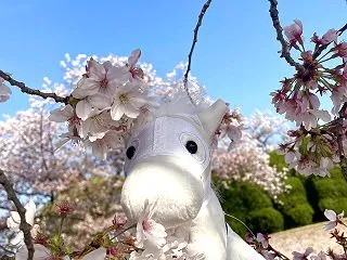 富士Ｓ