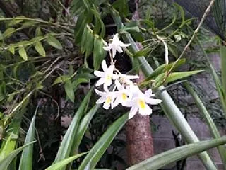 「花」より「華」・蘭には違いねぇようだが…