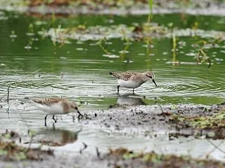 トウネン