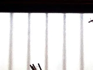 ヤモリ 夏の終わり