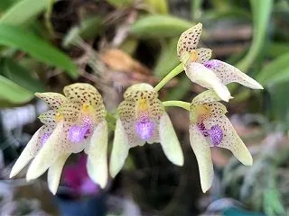 Bulb.guttulatum