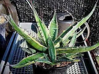 アガベ・スカプラ錦とユーフォやパキポの夏…
