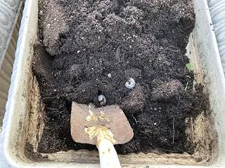 土の中にはいろんな住民が😓