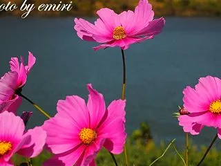 華麗なる一族(笑)