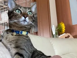 主役はツライよ