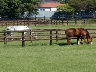 Kingman