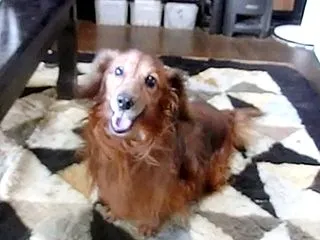 カニンヘンダックス動画：カイト君9歳
