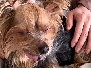 【Zoom・動画】愛犬うっとり♪「はじめ…