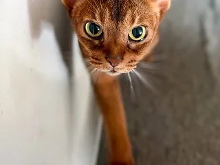 早起きしてサークルを歩くりすたんに、飼い…