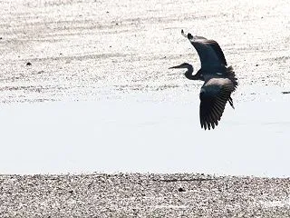 舞い降りるアオサギ