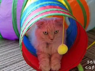 季節の変わり目かね。。。