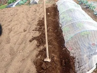 キャベツに土寄せ