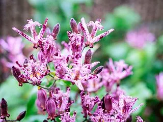 １０月の花 その１５ ホトトギス