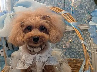 こふみさん♪でち
