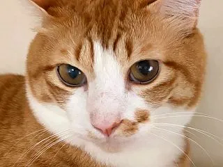 【あずとら日記】ほんとは くっつきたいん…