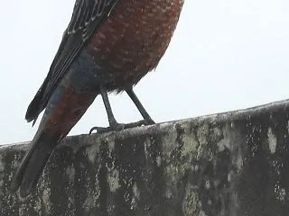 イソヒヨドリの未成鳥オス（幼鳥・若鳥）の…