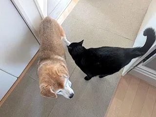 今朝の、４しっぽ。