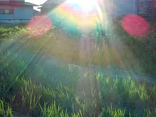 夕方の優しい日射し