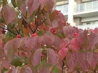 １０月１５日、スマホでブログ、ヨチヨチ、…