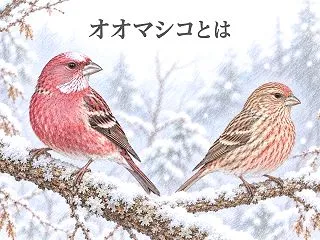 オオマシコとは？特徴・メスの見分け方・ベ…