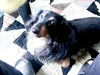 カニンヘンダックス動画：バート君6歳